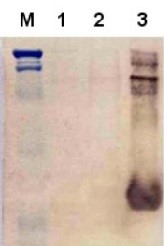 14.3.3C | 14.3.3-like protein C in the group Antibodies for Plant/Algal / Developmental Biology / Signal transduction at Agrisera AB (Antibodies for research) (AS08 317)
